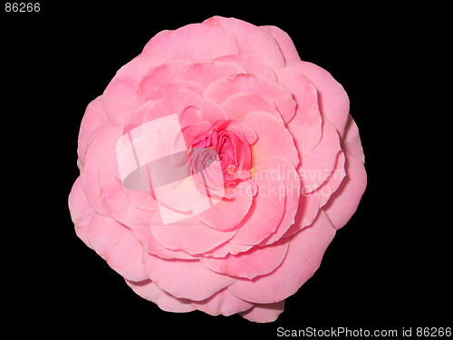 Image of Pink flower