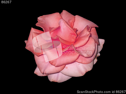 Image of Red rose