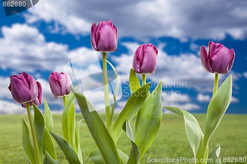 Image of Purple Tulips Over Grass Field and Sky