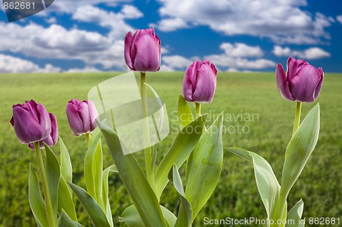 Image of Purple Tulips Over Grass Field and Sky