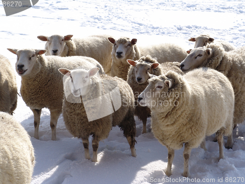 Image of sheep in snow