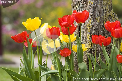 Image of Tulip flowers