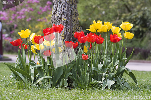 Image of Tulip flowers