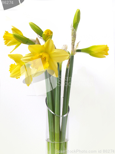 Image of Daffodils