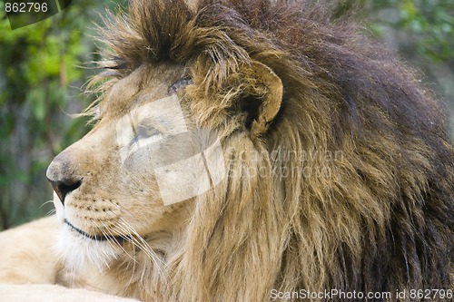 Image of Lion