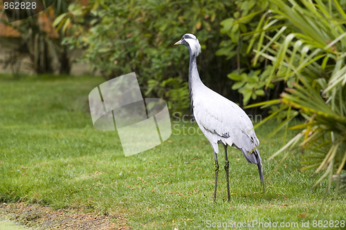 Image of Tropical bird