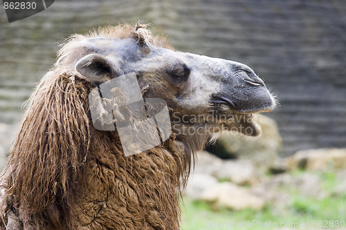 Image of Camel