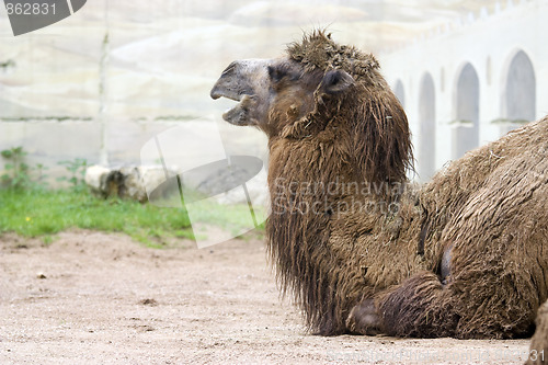 Image of Camel