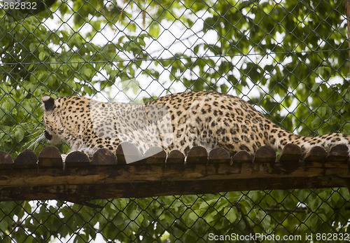 Image of leopard