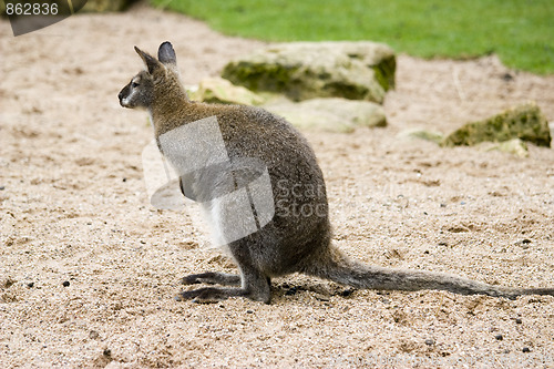 Image of kangaroo