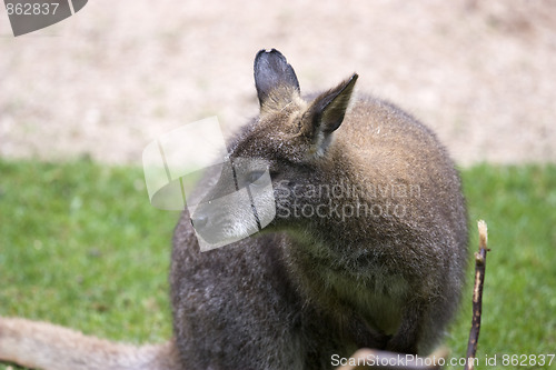 Image of kangaroo