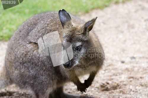 Image of kangaroo