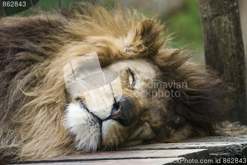 Image of Lion