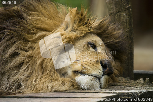 Image of Lion