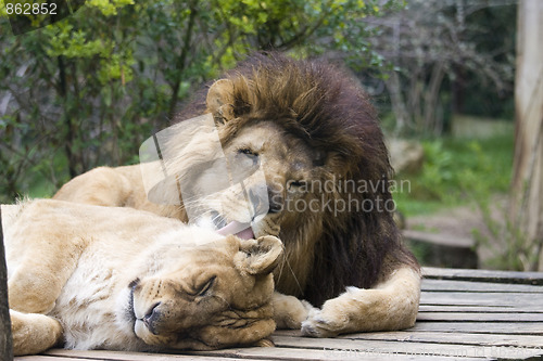 Image of Lions