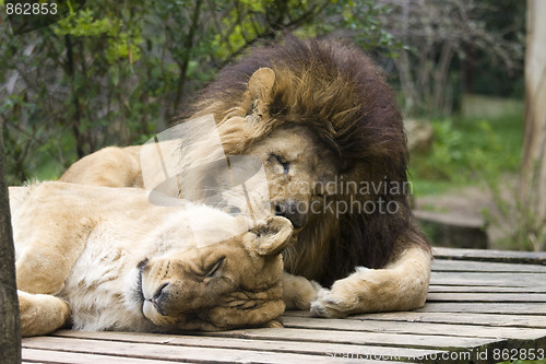 Image of Lions