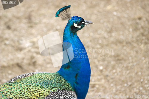 Image of peacock