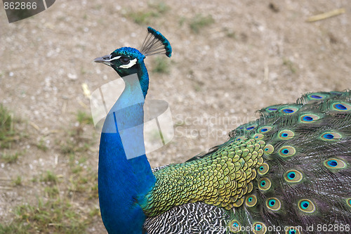 Image of peacock