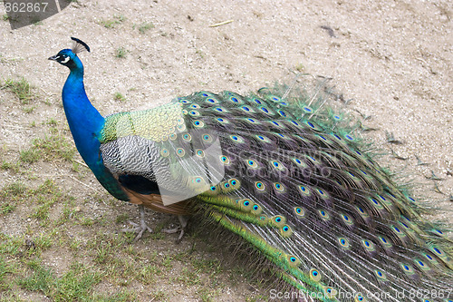 Image of peacock