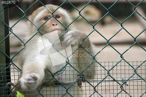 Image of Monkey at the zoo