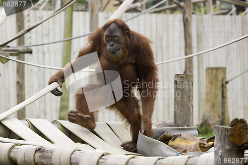 Image of cute baby orangutan