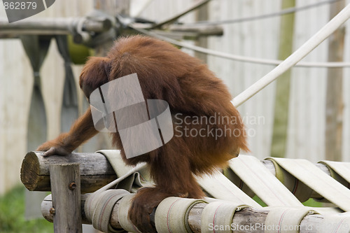 Image of cute baby orangutan