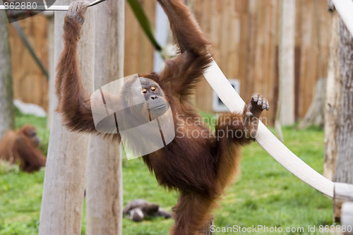 Image of cute baby orangutan