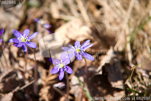 Image of Hepatica nobilis