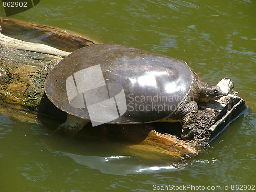 Image of Turtle