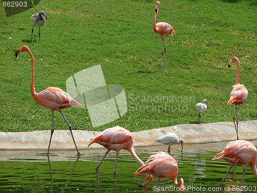 Image of Greater Flamingo