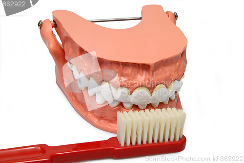 Image of Teeth model