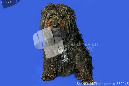 Image of Poodle Mix