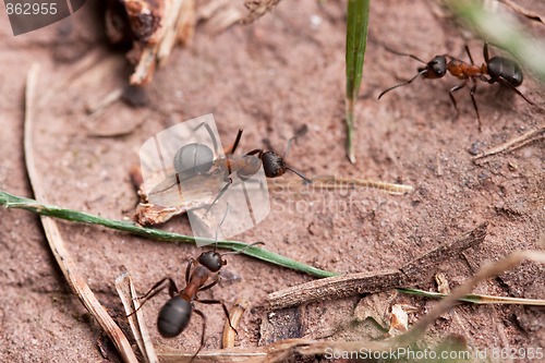 Image of Red European Forest Ants (Formica rufa)