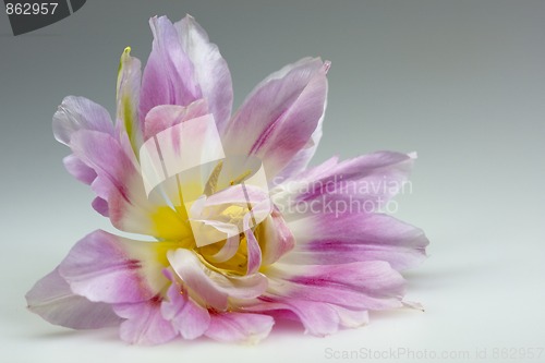 Image of Tulip Blossom, with gradient background