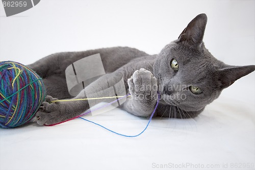 Image of Portrait of a Russian Blue Cat