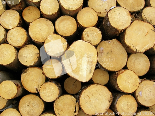 Image of Pile of logs