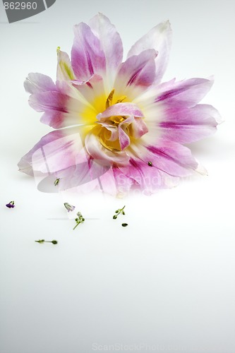 Image of Tulip Blossom, with gradient background