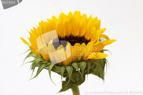 Image of Sunflower blossom (Helianthus annuus)