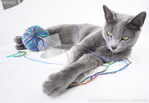 Image of Portrait of a Russian Blue Cat