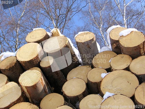 Image of Dead timber and living timber