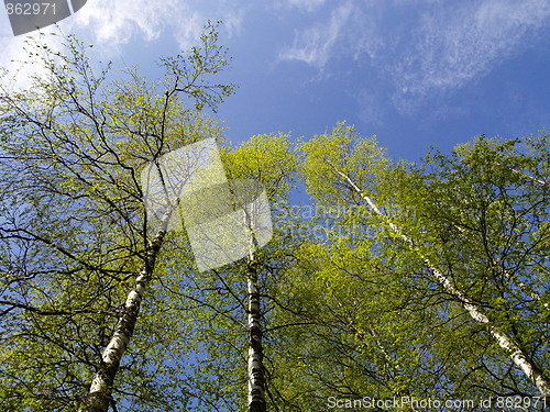 Image of birch trees 