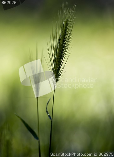 Image of Wheat, growing wild on a meadow in spring