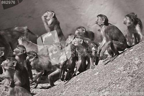Image of Macaques