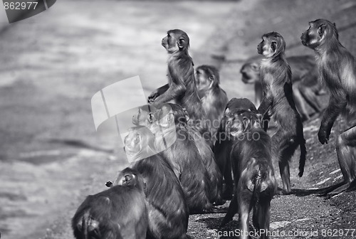 Image of Macaques