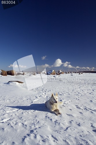 Image of  Hummocks. A sea winter landscape with a dog