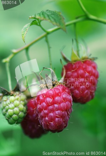 Image of Berries of a raspberry on a branch