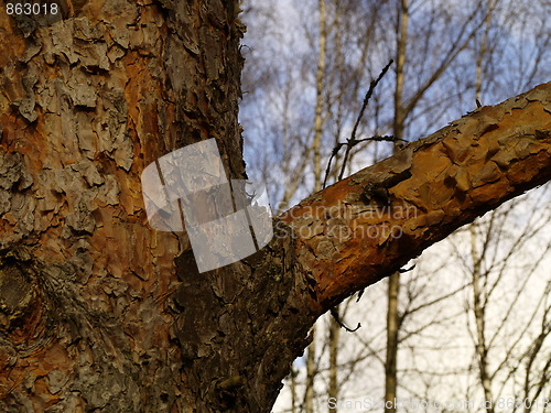 Image of Pine tree bark
