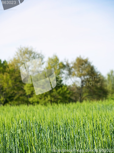 Image of Barley field