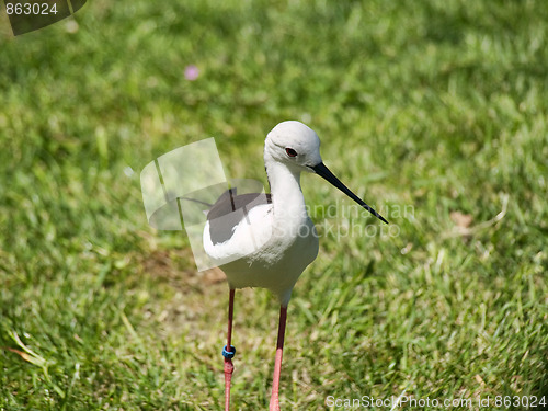 Image of Bird