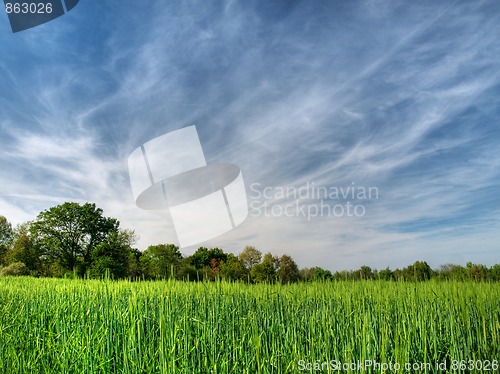 Image of Barley field